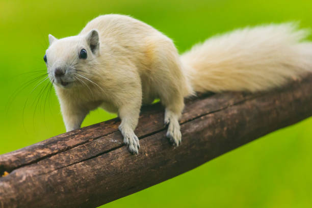istock Young squirrels are running around trees, enjoy the preview 1135779878
