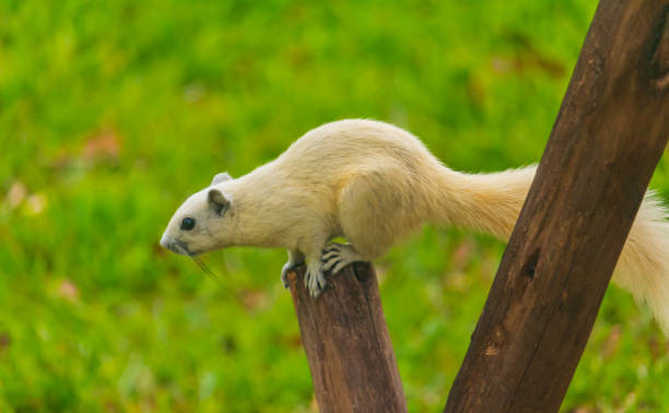 istock Young squirrels are running around trees, enjoy the preview 1135779885