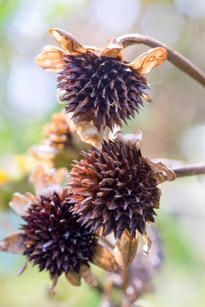 istock Mexican sunflowers seeds 1135779923