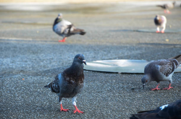 istock Pigeons in the park. 1135780546