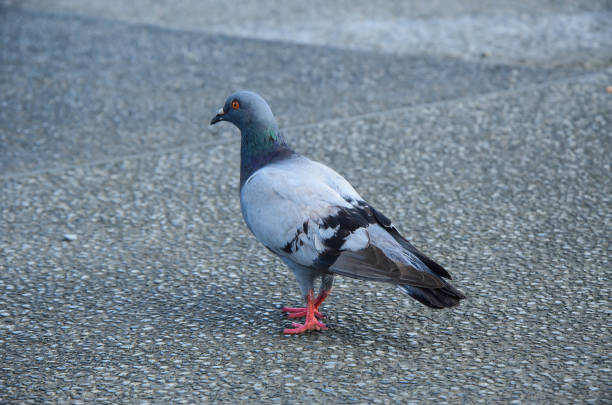 istock Pigeons in the park. 1135780594