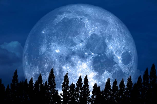Full Rose Moon back on silhouette pine on night sky