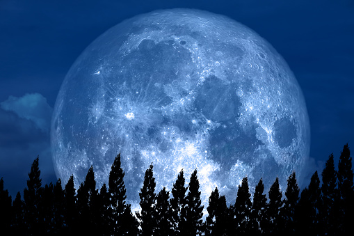 Full Rose Moon back on silhouette pine on night sky, Elements of this image furnished by NASA