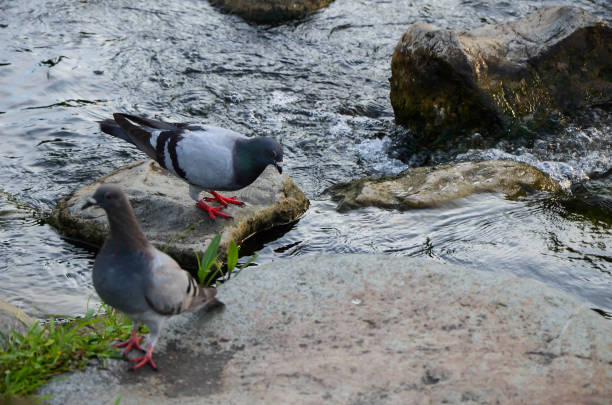 istock Pigeons stand by the river. 1135780675