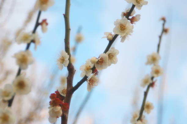 istock Beautifulplum blossoms blooming in spring in Japan 1135780758