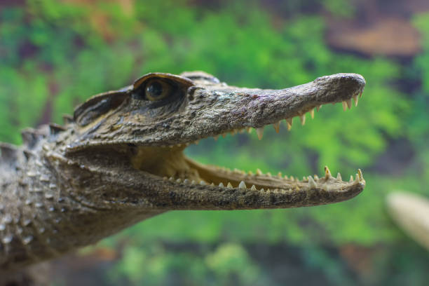 istock Close-up of the crocodiles jaws 1135780766