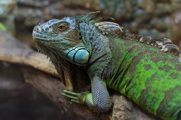 istock Green Iguana Common or American iguana 1135780767