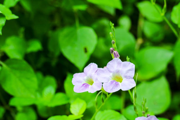 istock Bengal clock vine, Blue Trumpet, Blue Skyflower, Skyflower, Clock vine 1135781171