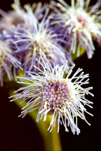 Macro photography of a blue mistflower over dark blackground at the Andean mountains of central Colombia.