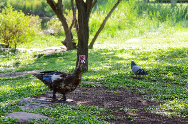 istock Muscovy Duck by the pond. 1135781342