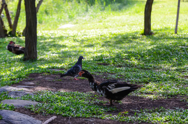 istock Muscovy Duck by the pond. 1135781406