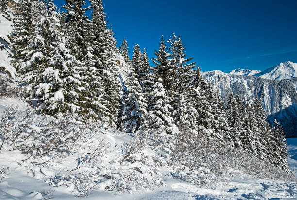 istock Panoramic view down an alpine mountain valley with conifer trees 1135782139