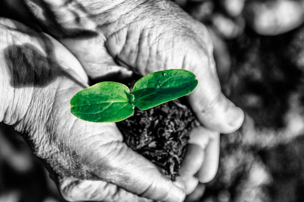 istock Work in garden, plant in hands. 1135782192