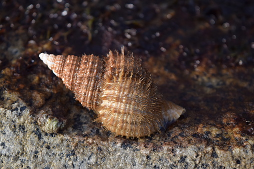 Fuzzy Sea Snail, was too shy to come out but allowed for some different pictures of their fuzzy shell
