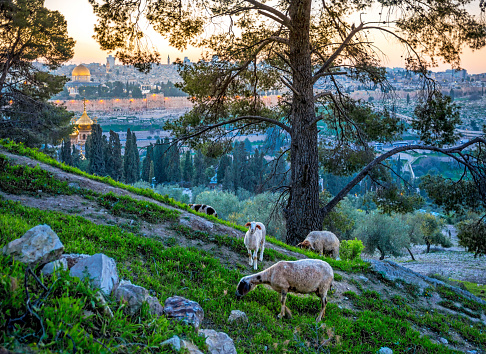 Sheep in a wood with a view of Jerusalem, Mount of Olives