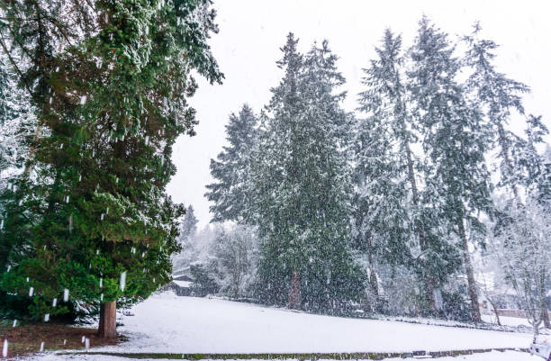 istock Snow Storm In Burien 3 1135784702