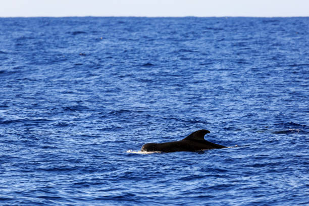Madeira Pilot whale Beautiful view of the short-finned pilot whale (Globicephala macrorhynchus) surfacing in the Atlantic ocean at Madeira island during a catamaran excursion globicephala macrorhynchus stock pictures, royalty-free photos & images