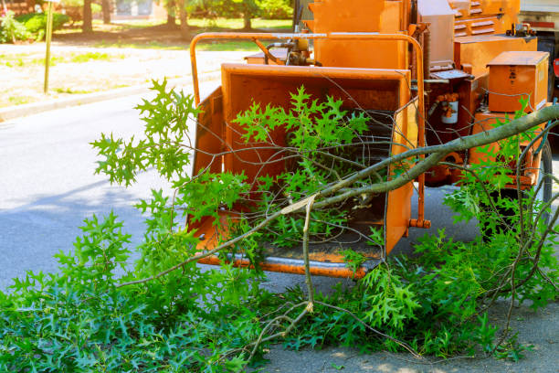 les jardiniers professionnels mettent les branches d'un arbre garni dans une déchiqueteuse de bois et camionnette et entretien au printemps. - broyeur de branches photos et images de collection