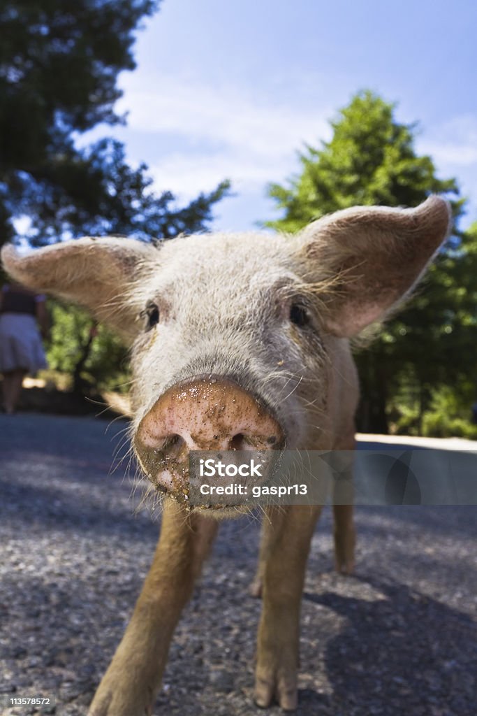 Curiosité - Photo de Porc - Mammifère ongulé libre de droits