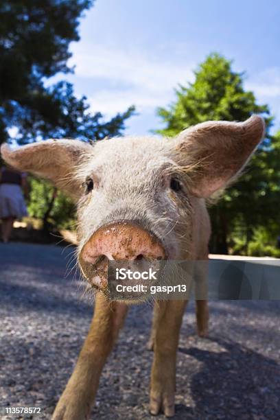 Photo libre de droit de Curiosité banque d'images et plus d'images libres de droit de Porc - Mammifère ongulé - Porc - Mammifère ongulé, Près de, Animal nouveau-né