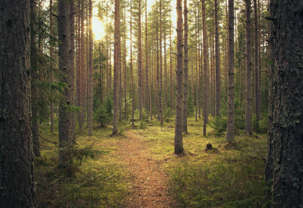 istock Pine trees standing together with nice lights and sun 1135785803