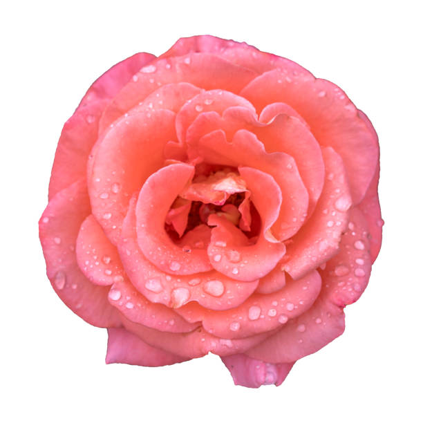 istock beautiful pink rose isolated on white 1135785969