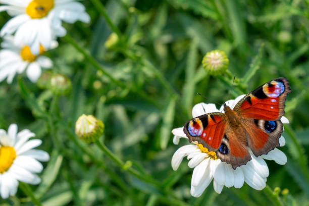 istock butterfly on a chamomile in a summer garden 1135785972
