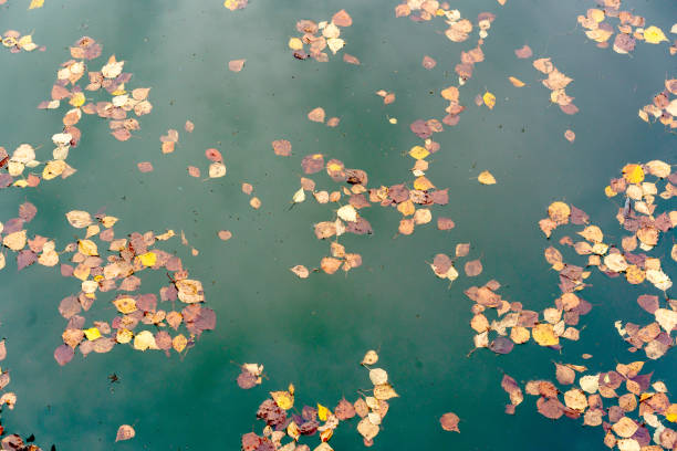 istock yellow dry leaves on the water surface 1135785982