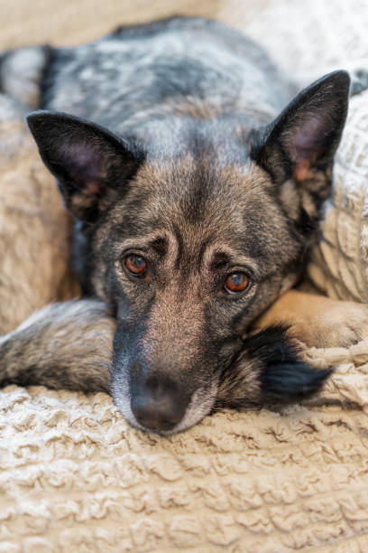 istock Smart dog waiting for his owner 1135786011