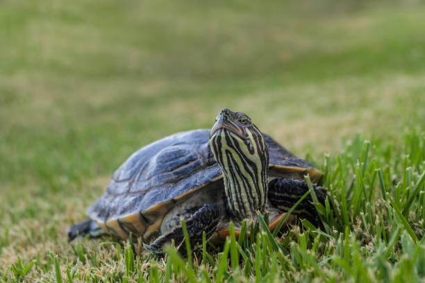 istock Turtle resting in the green grass 1135786090