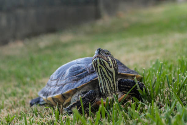 istock Turtle resting in the green grass 1135786103