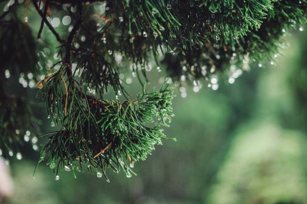 istock Rain drop Green Leaves in forest on tree 1135788386