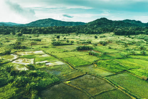 Rice fields scenery in Malawi, Africa