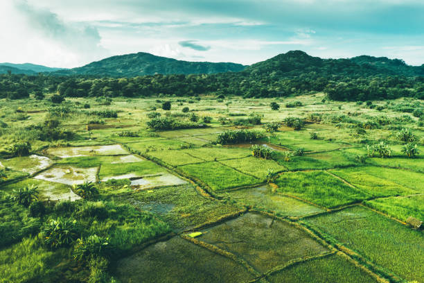 Rural landscape in Malawi, Africa Rice fields scenery in Malawi, Africa malawi stock pictures, royalty-free photos & images