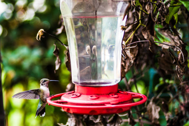 istock Hummingbird at Feeder - Wings frozen in Flight 1135788548