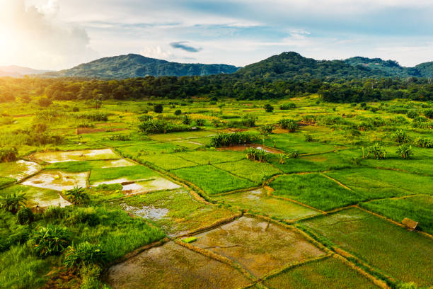 Rural landscape in Malawi, Africa Rice fields scenery in Malawi, Africa malawi stock pictures, royalty-free photos & images