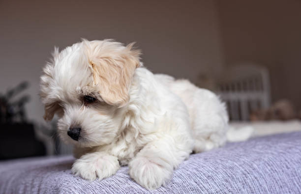 istock Cute White Maltese Puppy Sits and Curiously Looking in Camera 1135789973