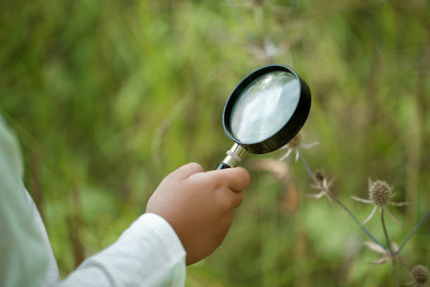 istock Young researcher explores nature with a magnifying glass 1135790131