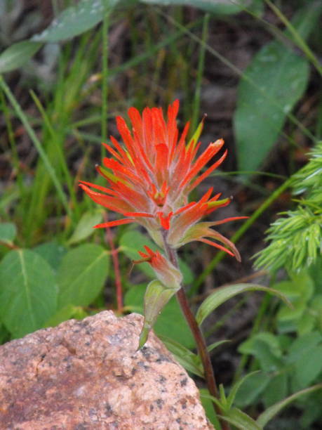 istock Red Indian Paintbrush 1135791651