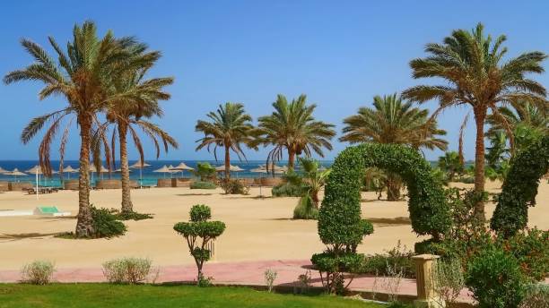 istock Beautiful tropical idylic beach with palm trees, Red Sea, Egypt 1135791770
