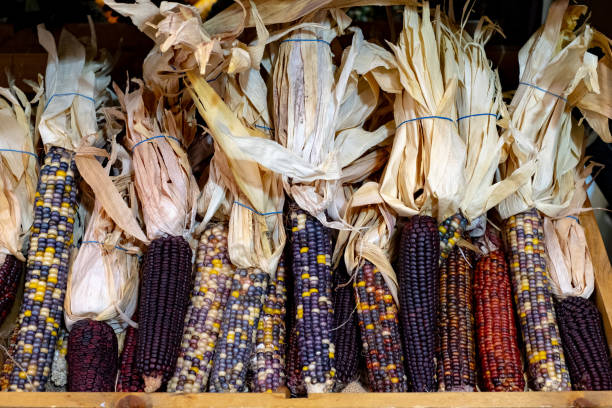 istock indian ornamental corn on the shelf 1135791906