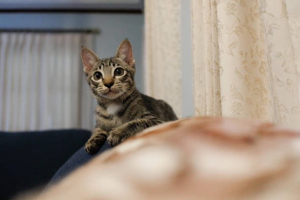 istock The cat sat on the sofa backrest Stare at something with great interest. 1135792283