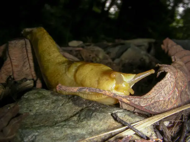 Photo of Banana Slug Slithering