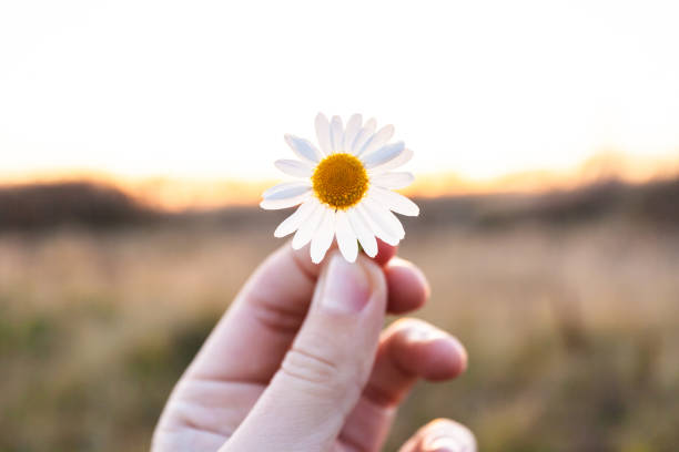istock small daisy flower in hand on sunset background 1135793487