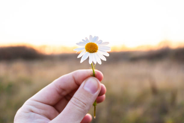 istock small daisy flower in hand on sunset background 1135793494
