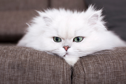 Gatos persas blancos photo