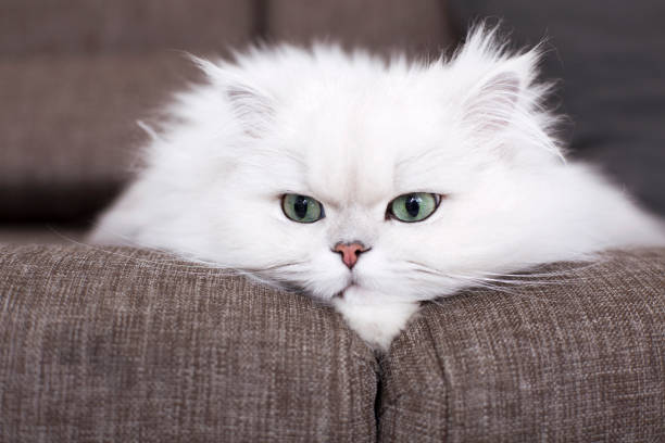 흰 페르시아 고양이 - animal fur domestic cat persian cat 뉴스 사진 이미지