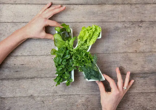 Vitamin K in food concept. Woman's hands holding plate in the shape of the letter K with different fresh leafy green vegetables, herbs,  lettuce on wooden background. Flat lay or top view.