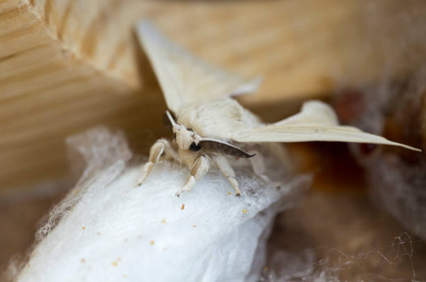 istock domestic silkmoth, Bombyx mori 1135794594