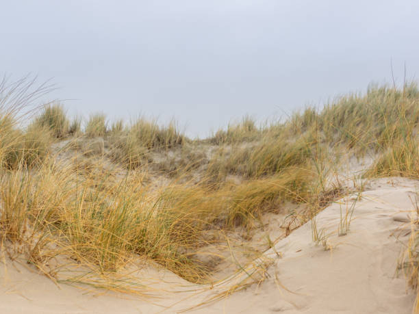 istock Dune landscape on the island Helgoland 1135794633